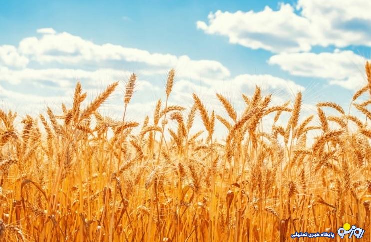 آخرین خبر از پرداخت مطالبات گندمکاران امروز شنبه 21 تیر ماه 1404 آخرین خبر از پرداخت مطالبات گندمکاران امروز شنبه 21 تیر ماه 1404
