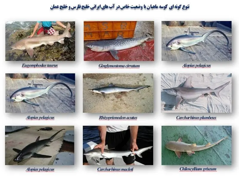 کوسه