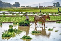متهم ردیف اول بحران کم‌آبی؛ صنعت کشاورزی کدام اشتباهات را باید اصلاح کند؟
