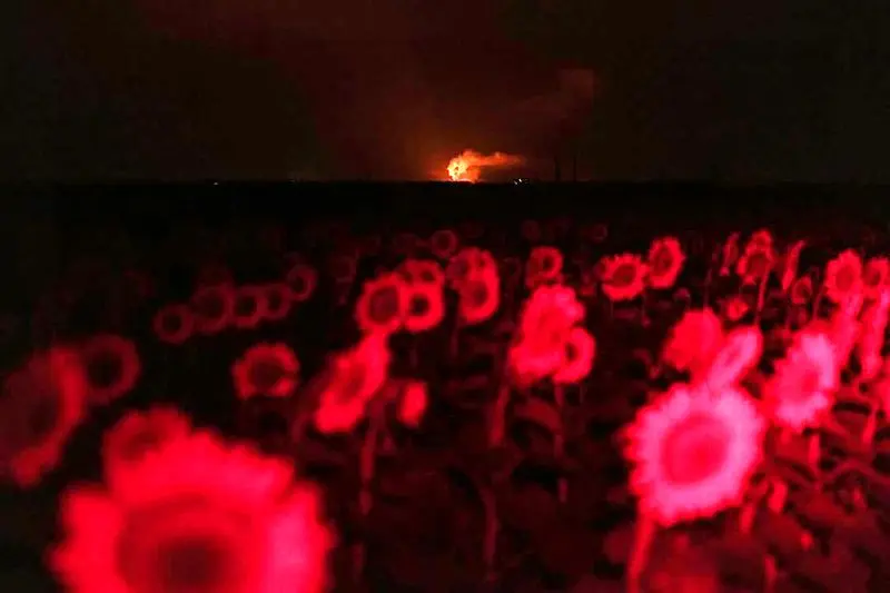 مزارع آفتابگردان