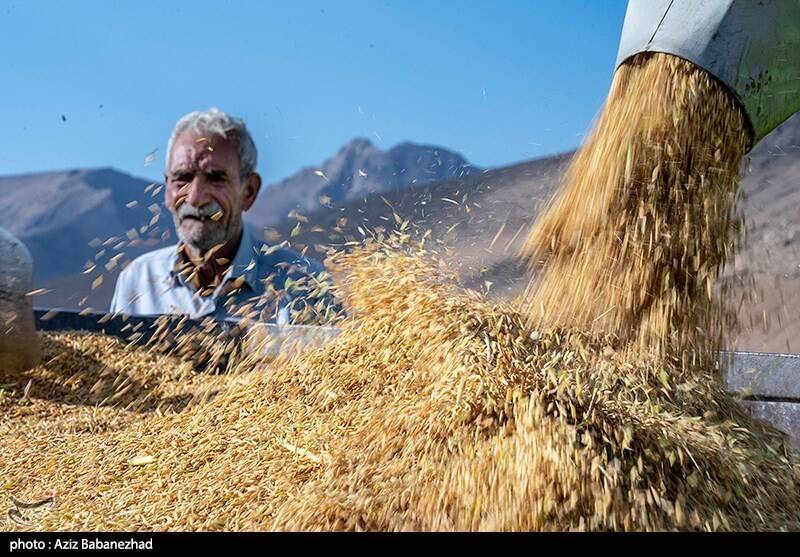 جیب پرپول دلالان با برنج 300 هزار تومانی/ باز هم برنجکاران شمالی قربانی شدند!