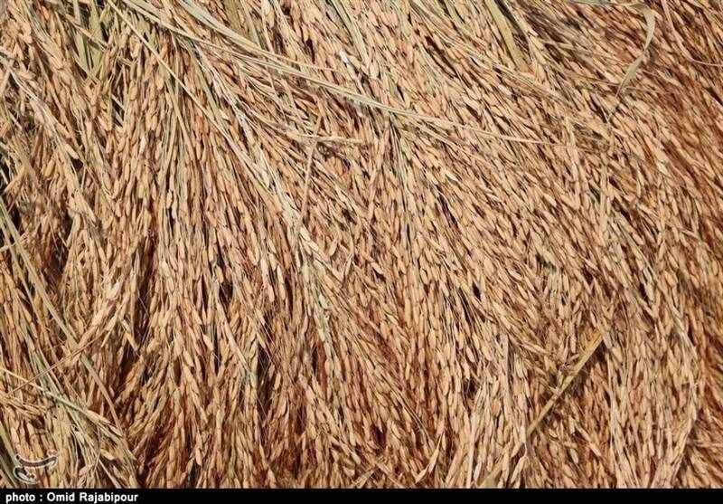 جیب پرپول دلالان با برنج 300 هزار تومانی/ باز هم برنجکاران شمالی قربانی شدند!