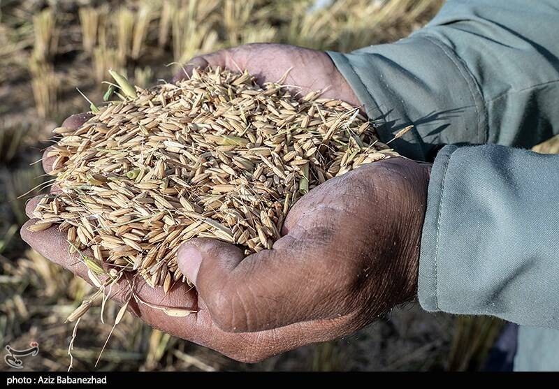 جیب پرپول دلالان با برنج 300 هزار تومانی/ باز هم برنجکاران شمالی قربانی شدند!
