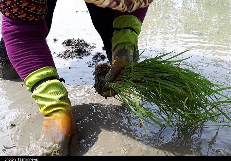 جیب پرپول دلالان با برنج 300 هزار تومانی/ باز هم برنجکاران شمالی قربانی شدند!