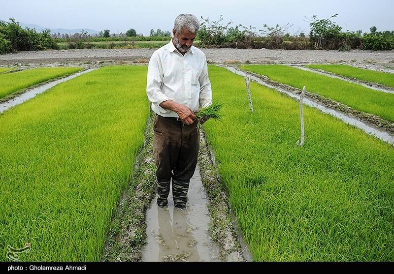 جیب پرپول دلالان با برنج 300 هزار تومانی/ باز هم برنجکاران شمالی قربانی شدند!