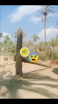 ببینید؛ لحظه شکسته شدن کمر نخل خرما در بم