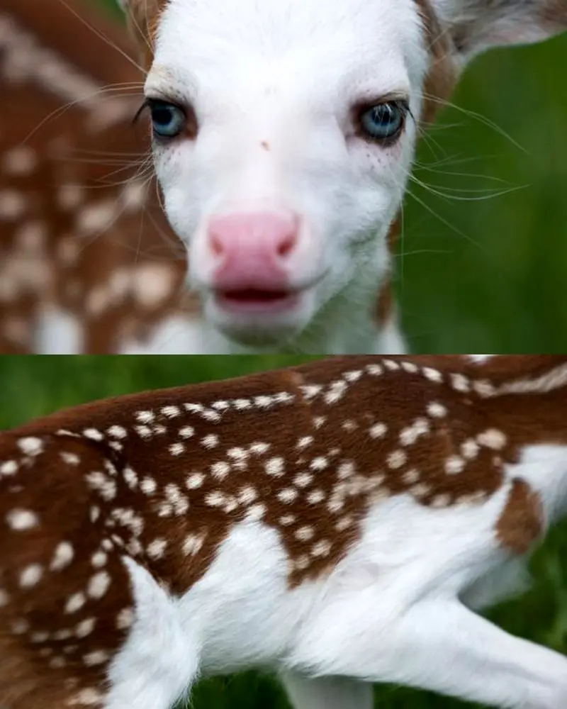 گوزن