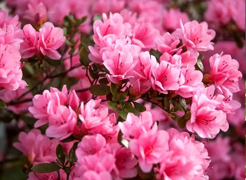 گیاهان آپارتمانی
