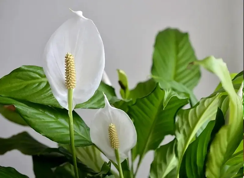 گیاهان آپارتمانی