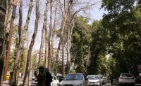 فرضیه جدید درباره خشک شدن درختان خیابان ولیعصر
