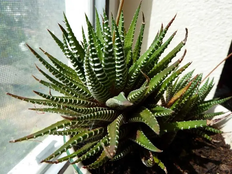 گیاهان آپارتمانی