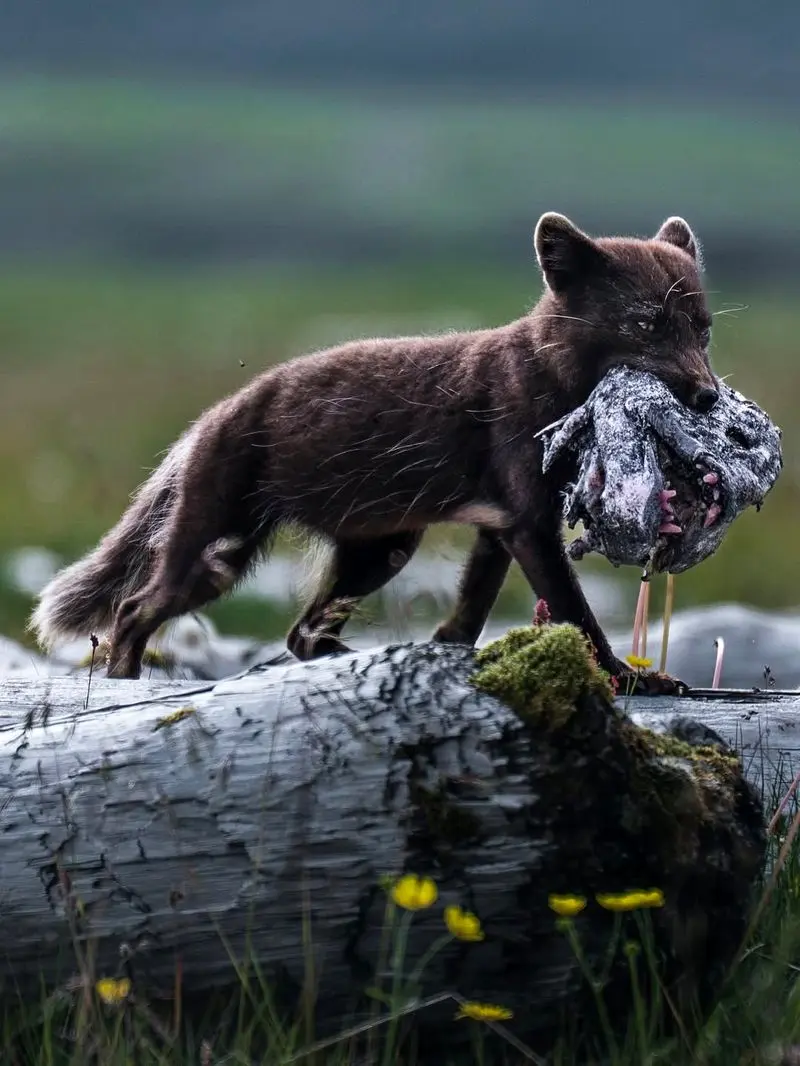 Swipe ⬅️ to view the moment an arctic fox is spotted with the severed head of a wolffish Arctic  (1)