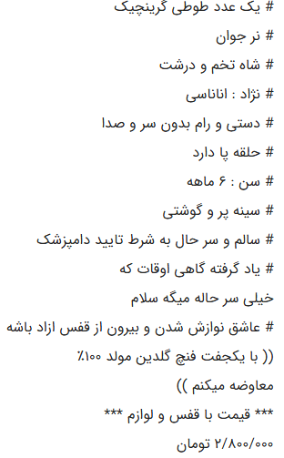 قیمت طوطی گرینچیک