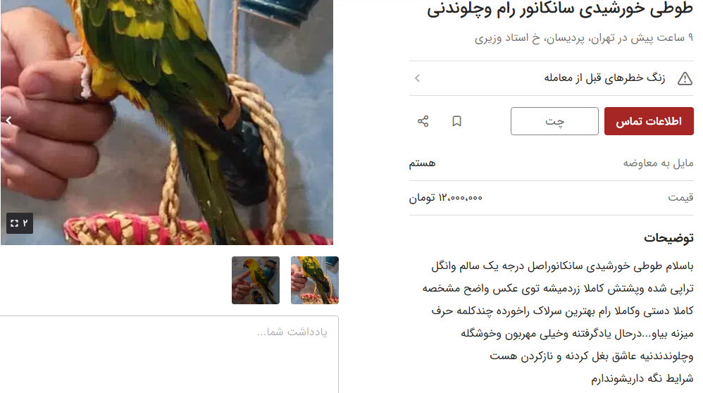 قیمت طوطی خورشیدی