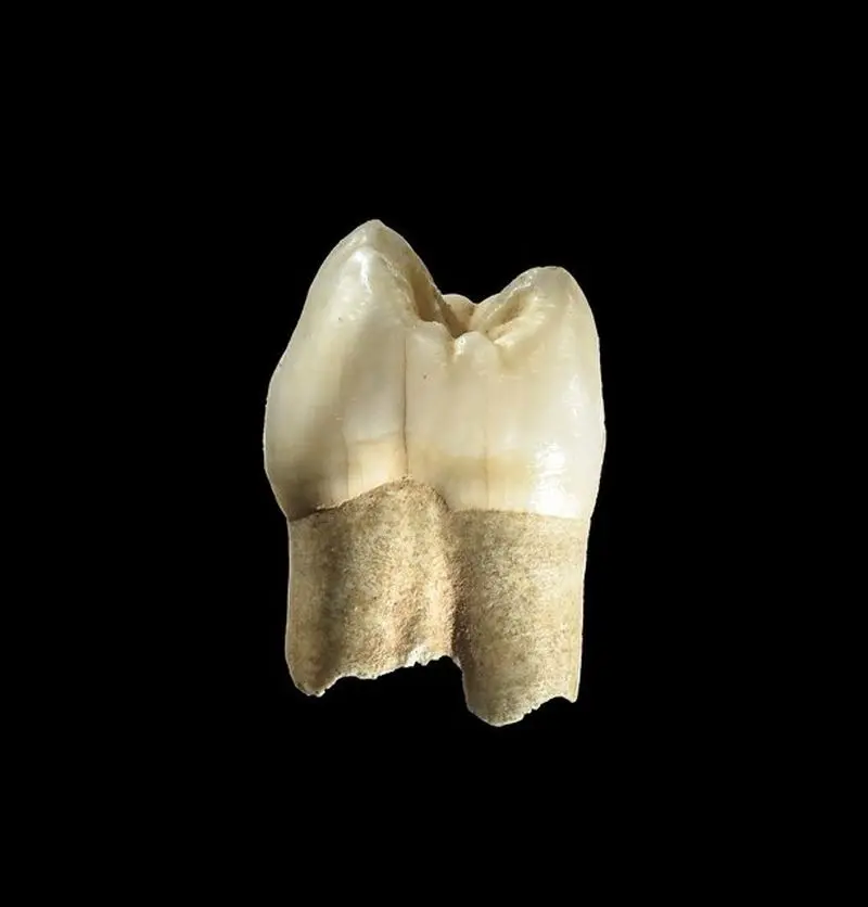 63607501