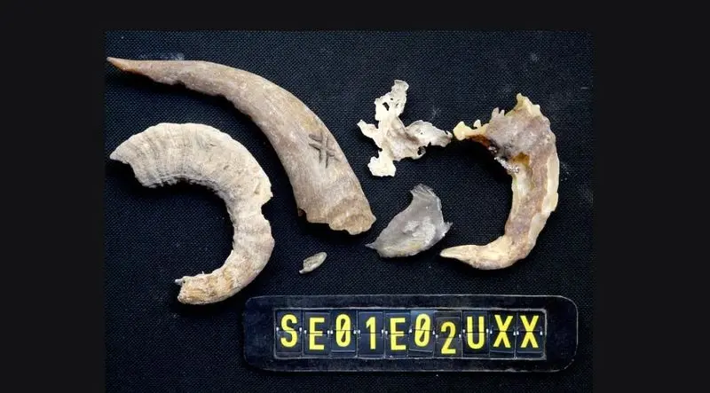 صندل 650 ساله