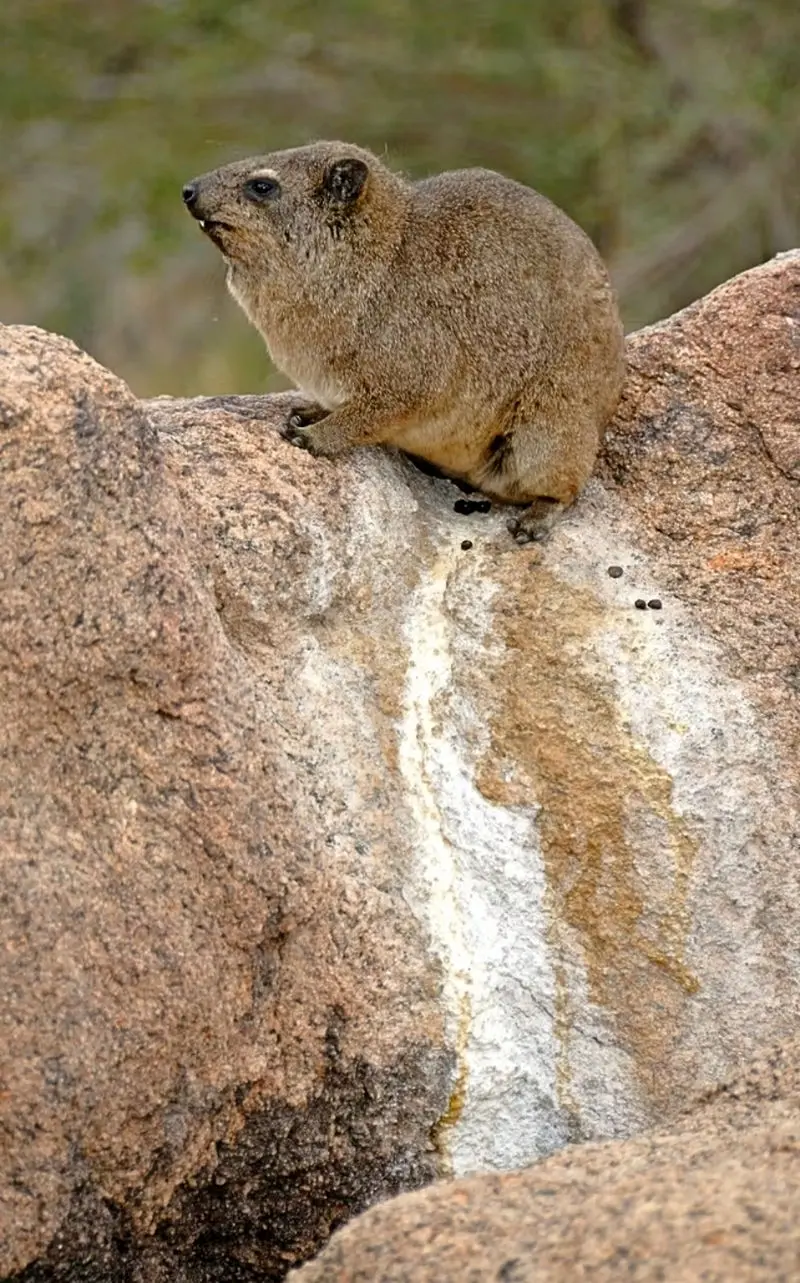 فسیل خرگوش