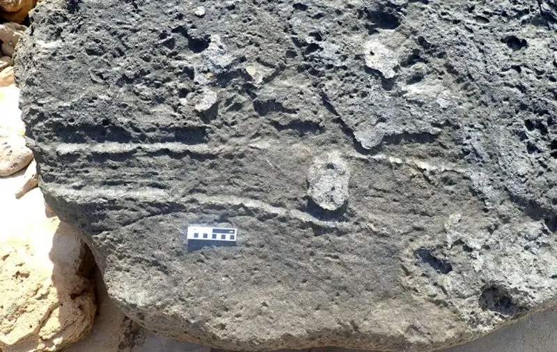 فسیل خرگوش