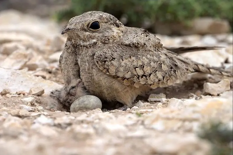 شبگرد مصری 1