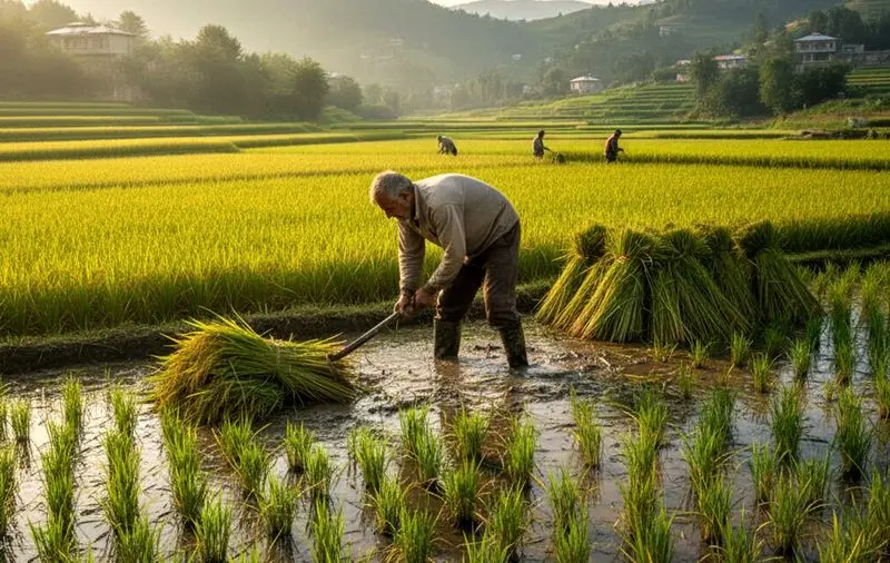راهنمای خرید برنج 2