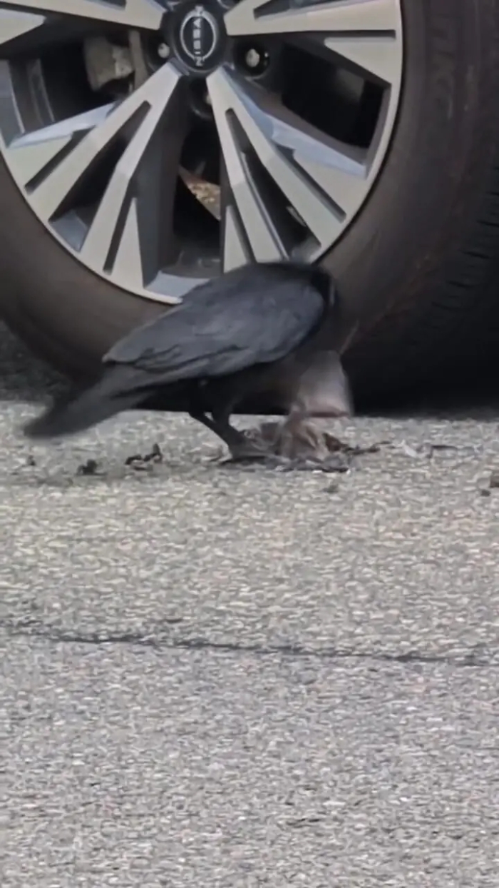 ببینید؛ کلاغ با بی‌رحمی یک پرنده را زجرکش کرد