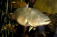 ثبت رکوردی باورنکردنی؛ ماهی کوچکی که 860 کیلومتر شنا کرد!