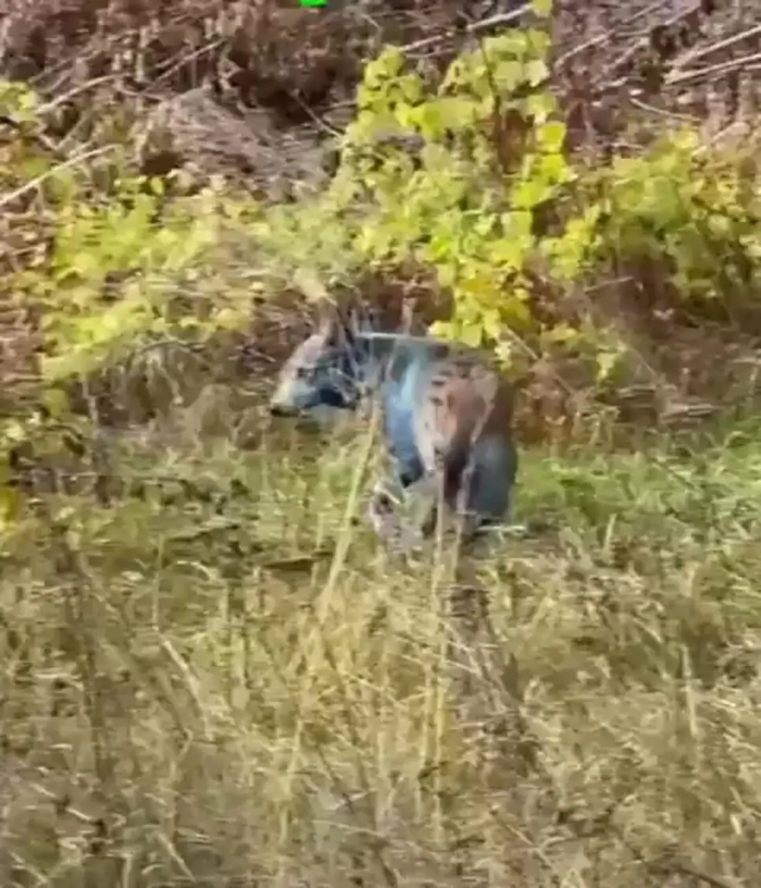 پشت پرده رنگ عجیب سگ‌های چرنوبیل چیست؟