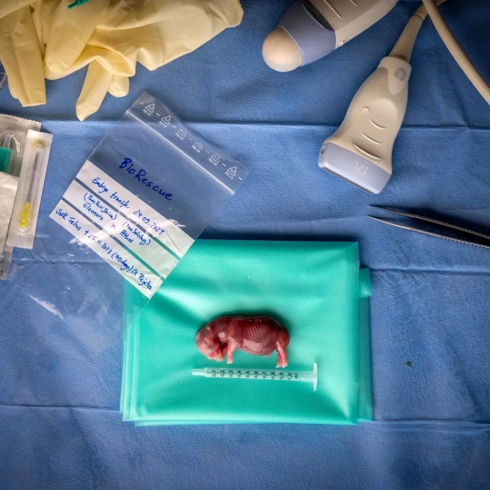 برترین تصاویر علمی ماه اکتبر: از جنین کرگدن تا پرتاب موشک‌های فضایی