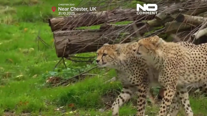 ببینید؛ دو یوزپلنگ نادر به باغ‌وحش چستر رسیدند