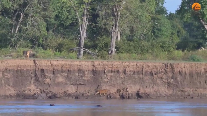 مرگ دلخراش توله‌های شیر در حمله تمساح‌ها و اسب‌های آبی