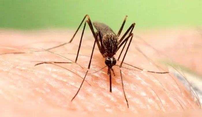 طغیان تب دانگی در هرمزگان: 138 مورد ثبت شد