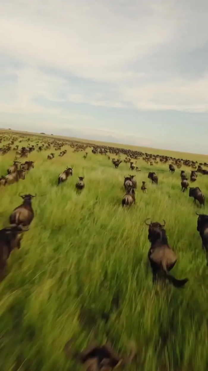 رقص حیات در سرنگتی؛ مهاجرت عظیم میلیون‌ها گوزن یالدار