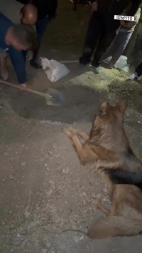 تیدا، سگ محبوب شبکه‌های اجتماعی و فیلم‌های سینمای مُرد