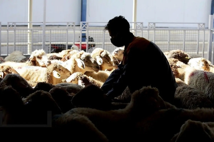 قیمت دام‌ زنده امروز جمعه 16 آبان‌ماه 1404