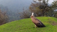 ببینید؛ پرواز دوباره کرکس درمان شده بر فراز ارتفاعات گردنه حیران