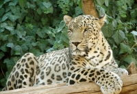 تلف شدن ببر «ونداد» در سافاری الیمالات / علت مرگ در دست بررسی