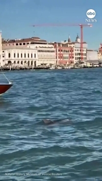 دلفینی که گردشگران ونیز را شاد کرده است