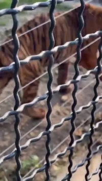 ونداد، یکی از ببرهای پارک حیات‌وحش مایا تلف شد