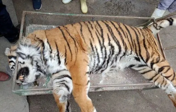 کالبدشکافی پرونده «ونداد»؛ سم یا پانکراتیت؟