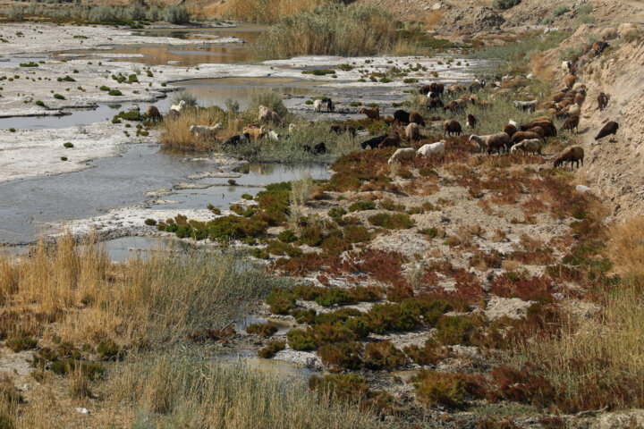 تالابها در آستانه نابودی/ از انقراض جنگل های مانگرو تا انواع پرندگان مهاجر