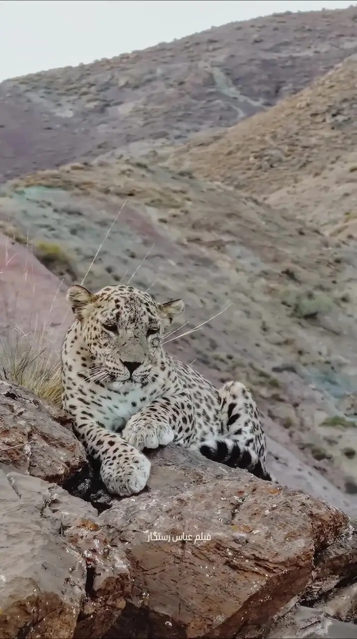 بزرگ‌ترین پلنگ دنیا در ارتفاعات سالوک خراسان شمالی