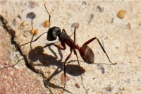 ربات‌هایی که مثل حیوانات مسیرشان را پیدا می‌کنند؛ پایان وابستگی به GPS!