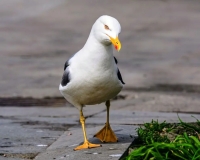 مرغان دریایی لحن خشمگین انسان را درک می‌کنند!