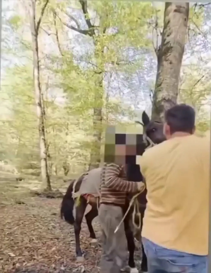 بازداشت قاچاقچی چوب که با «داس و تبر» به جان جنگلبانان آملی افتاد