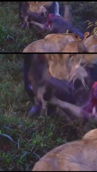 تضاد تصویر رسانه‌ای با واقعیت؛ شیرها یک گوزن یالدار را زند‌ه‌زنده خوردند