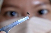 شناسایی 205 فرد مبتلا به تب دنگی در هرمزگان