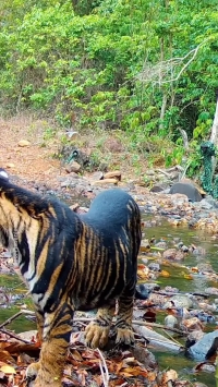 جهش ژنتیکی نادر در میان ببرهای هند