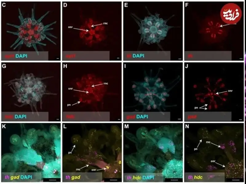  جلبک دریایی