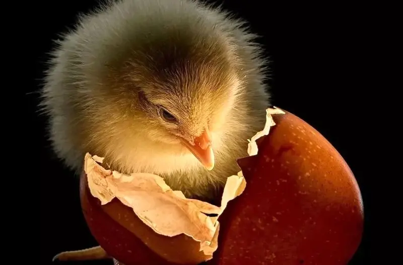 تصاویر نشنال جئوگرافیک