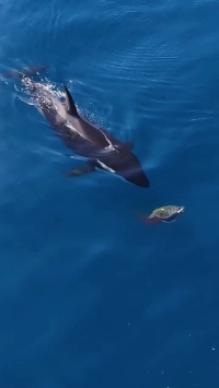 وقتی نهنگ‌های قاتل شکار لاک‌پشت‌ها را آموزش می‌دهند